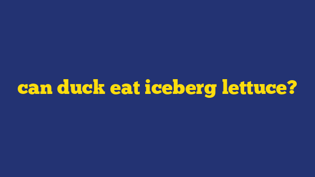 can duck eat iceberg lettuce?